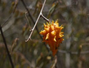 Momordica spinosa fruit