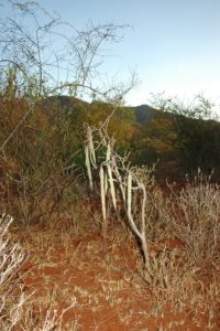 Moringa borziana