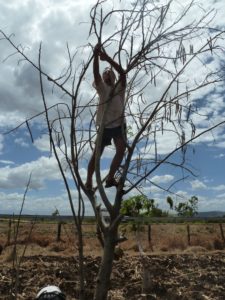 Moringa collecting seeds