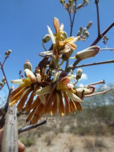 Moringa rivae flower