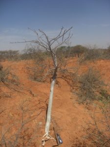 Moringa ruspoliana