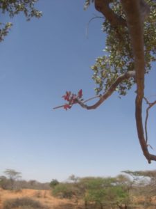 Moringa ruspoliana flower