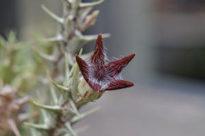 Orbea sp. Laisamis