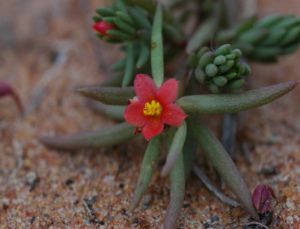 Portulacaceae