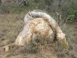 Pyrenacantha-malvifolia-Samburu