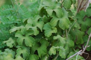 Pyrenacantha vitifolia leaves