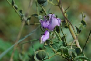 Rynchosia sp. flower