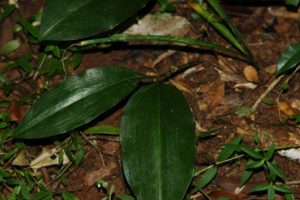 Scilla sp. Arabuko