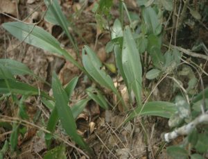 Scilla sp. Bamba