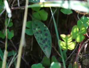 Scilla sp. Londiani