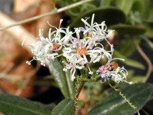 Senecio_sp._Marafa_flowers