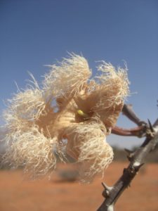 Sesamnothamnus busseanus flower