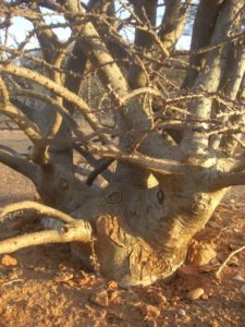 Sesamnothamnus busseanus trunk