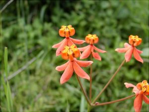 Stathmostelma-sp-Gongoni-Blüte