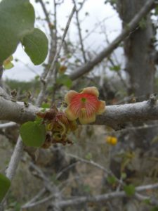 Sterculia-rynchocarpa-flower