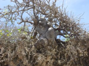 Sterculia rynchocarpa on cliffs