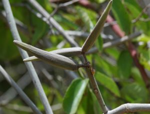 Strophanthus fruit