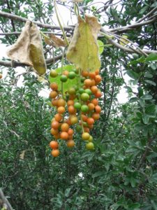 Tinospora-caffra-fruiting