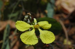 Tylosema fassoglense flower